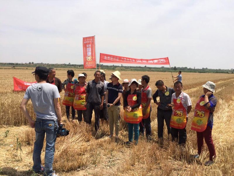 白筋香  國審周麥26